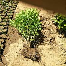 瓜子黄杨批发     瓜子黄杨价格      山东小叶黄杨绿篱