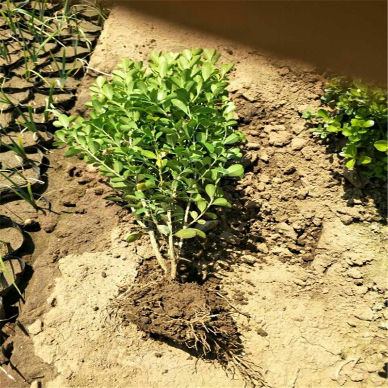 瓜子黄杨批发     瓜子黄杨价格      山东小叶黄杨绿篱