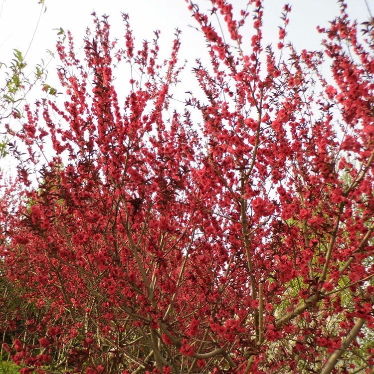 wKhQb1Qys6qEGiLFAAAAAB_yEAE451