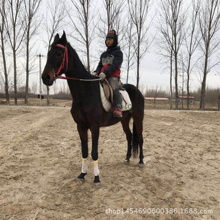 宾阳县养马场出售马匹 骑乘马 训练马匹