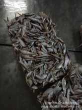 石獅萬恆水產批發餌料魚飼料小白只 白只雜 翹嘴魚 雜魚7公斤一件