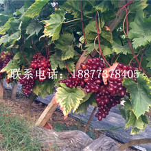專業培育適應南方種植的溫克葡萄 溫克葡萄 好溫克葡萄小樹