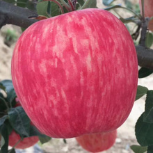蘋果苗一件代發 蜜脆蘋果苗 魯麗蘋果苗 優質品種 基地直供品種純
