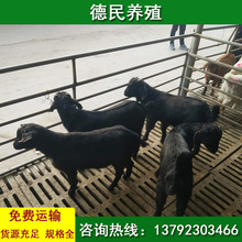 广西黑山羊养殖基地 黑山羊努比亚黑山羊 黑山羊种羊价格