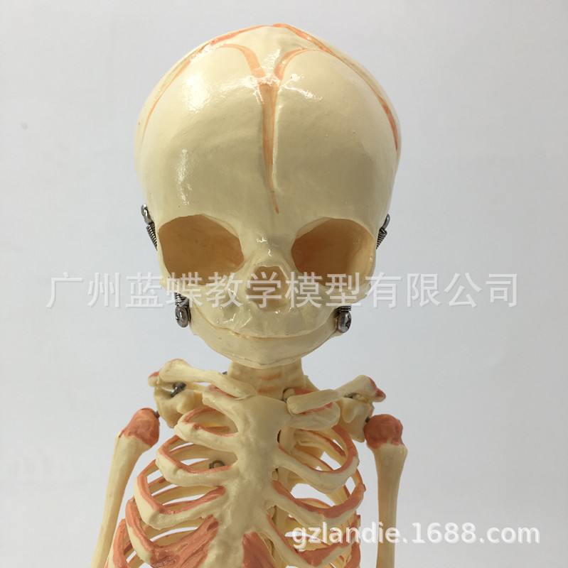 Ӥ������ģ�� Ӥ������ģ�� �׶��Ǽ� �˹�ģ�� �������� ��ѧ