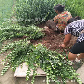 山东卫矛绿篱价格    山东卫矛批发基地      山东 卫矛图片