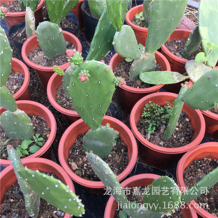 微信图片_20180112181251