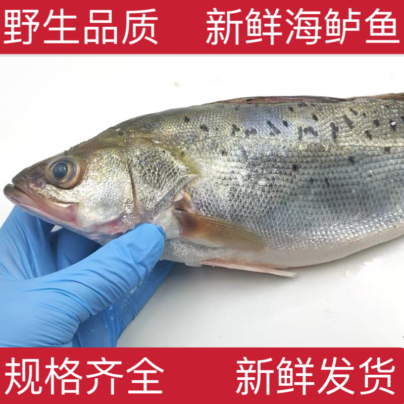 供应鲈鱼、各种鱼类、全国各地的海鲜批发市场、海鲜酒店.