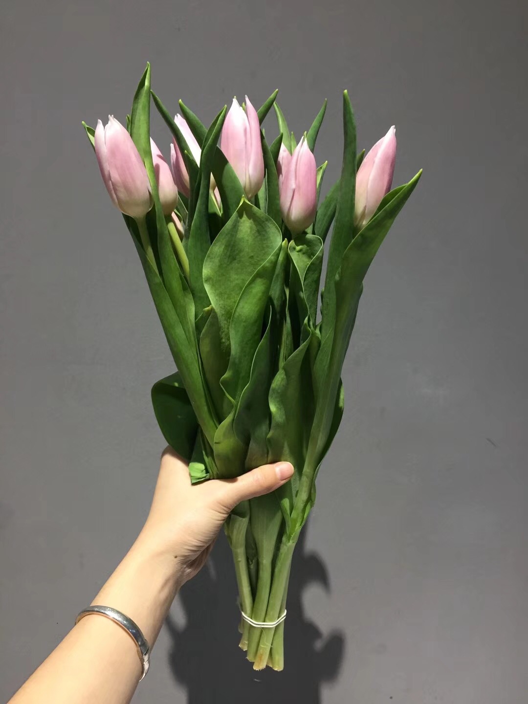 [郁金香鲜花]昆明鲜花批发 荷兰郁金香 花材居家装饰鲜切花