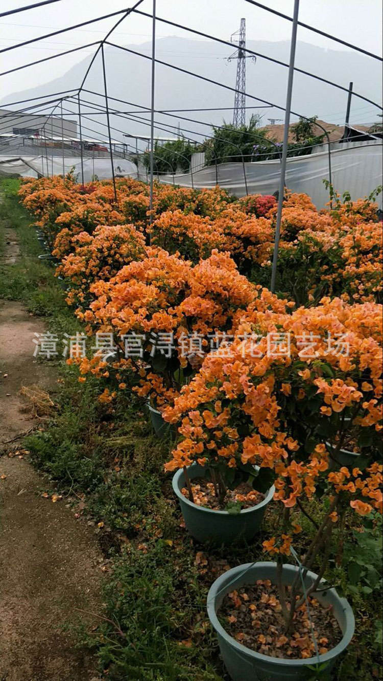 鸡蛋黄三角梅又名加州黄三角梅,价格190元 (4).jpg