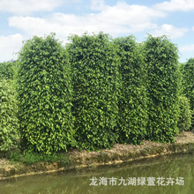 高度1-1.5-2-2.5-3米垂葉榕柱批發價格苗木行道樹綠化帶造型袋裝