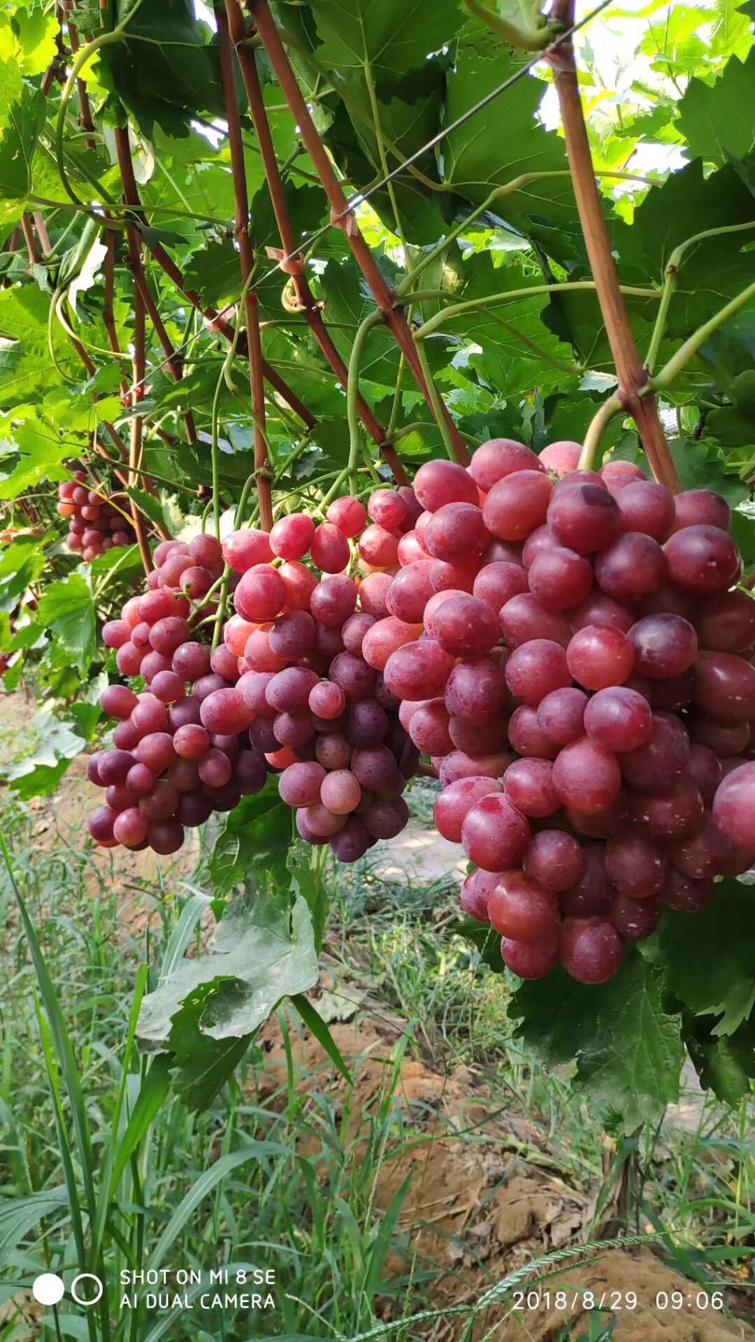 ΢��ͼƬ_20181222194212