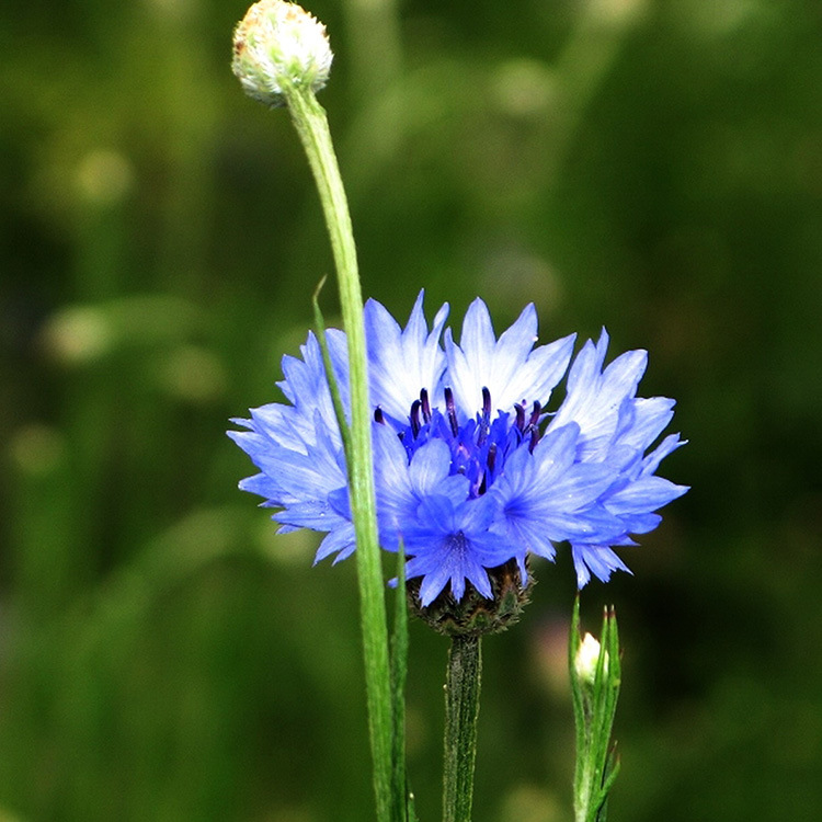 Chrysanthemum seed Chrysanthemum seeds Imported flowers and plants seed flowers and plants Botany Spot wholesale