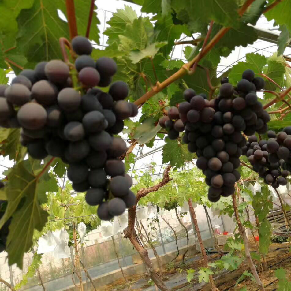 weixintupian_20180826120642_2