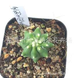 无刺王冠龙 桌面绿植 办公室 阳台趣味仙人球