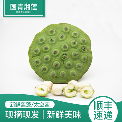 蓮子圖片基地實拍 直供帶蓬帶芯蓮子 新鮮美味爽口當日采摘發貨
