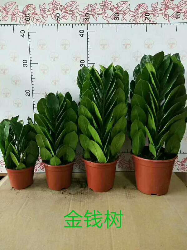 [Direct Supply from the Base] Flower Desktop Potted Money Tree in the Office, Cuttings of Money Tree and Water to Grow Small Green Plants