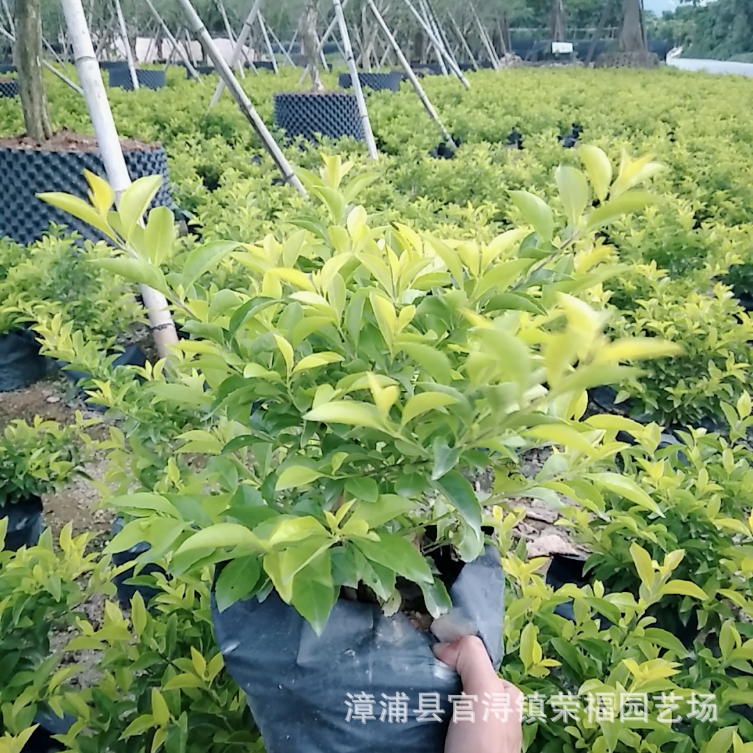 道路绿化苗