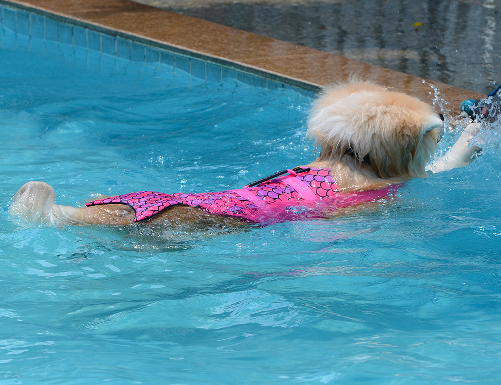Dog Swimsuit Life Jacket