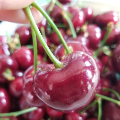 正宗大连美早樱桃新鲜水果车厘子非烟台樱桃产地直供一件代发|ms