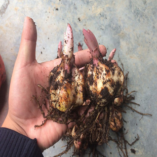 ���l�����ٺϷN�� ��ˮ�ٺϷN�� ���^�^�p�ٺ� �����_�� �|������