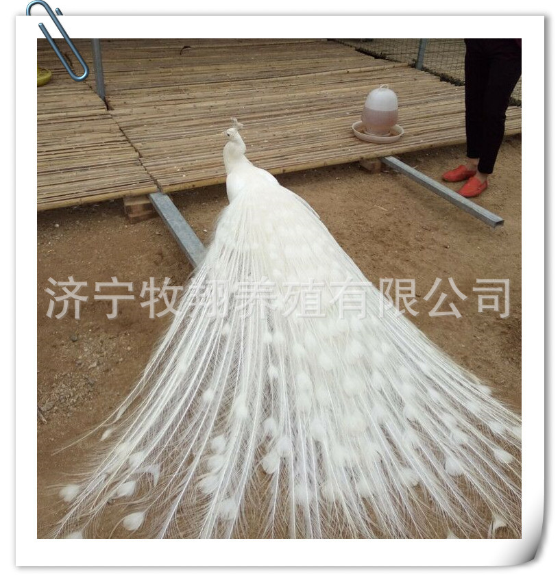 哪里有卖白孔雀活体的 标本孔雀多少钱一只 蓝孔雀幼苗花孔雀价格