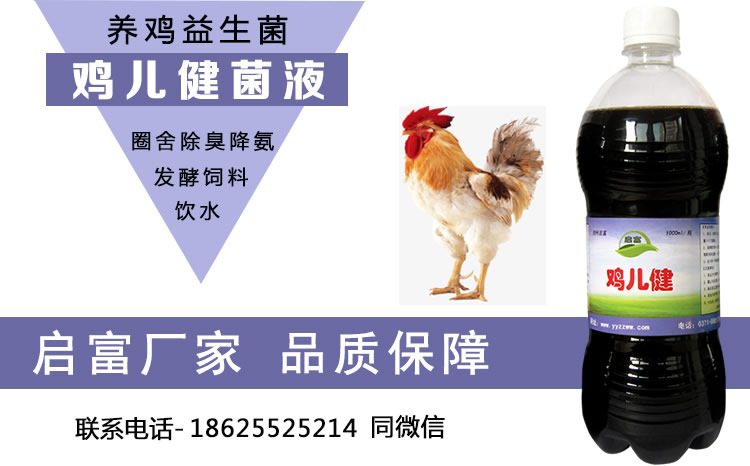 启富鸡儿健益生菌