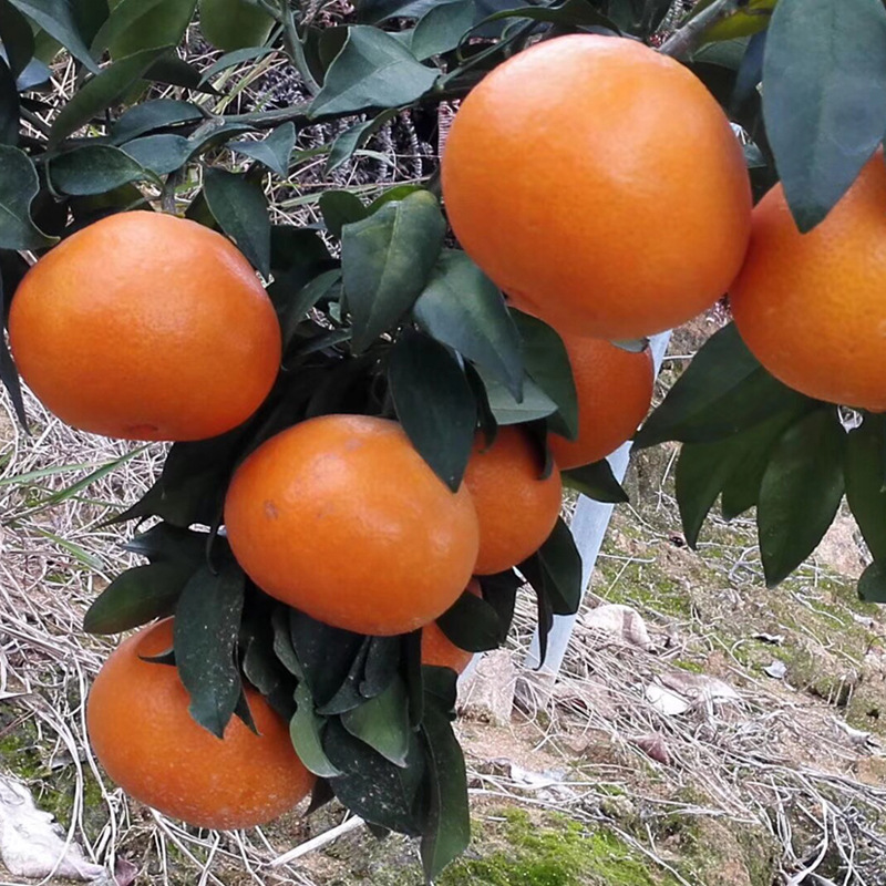 湖南果苗新品种红美人吸的柑橘桔树苗园林果树橘中之柑桔苗