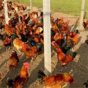 红玉鸡苗哪里的红玉鸡苗批发便宜河北