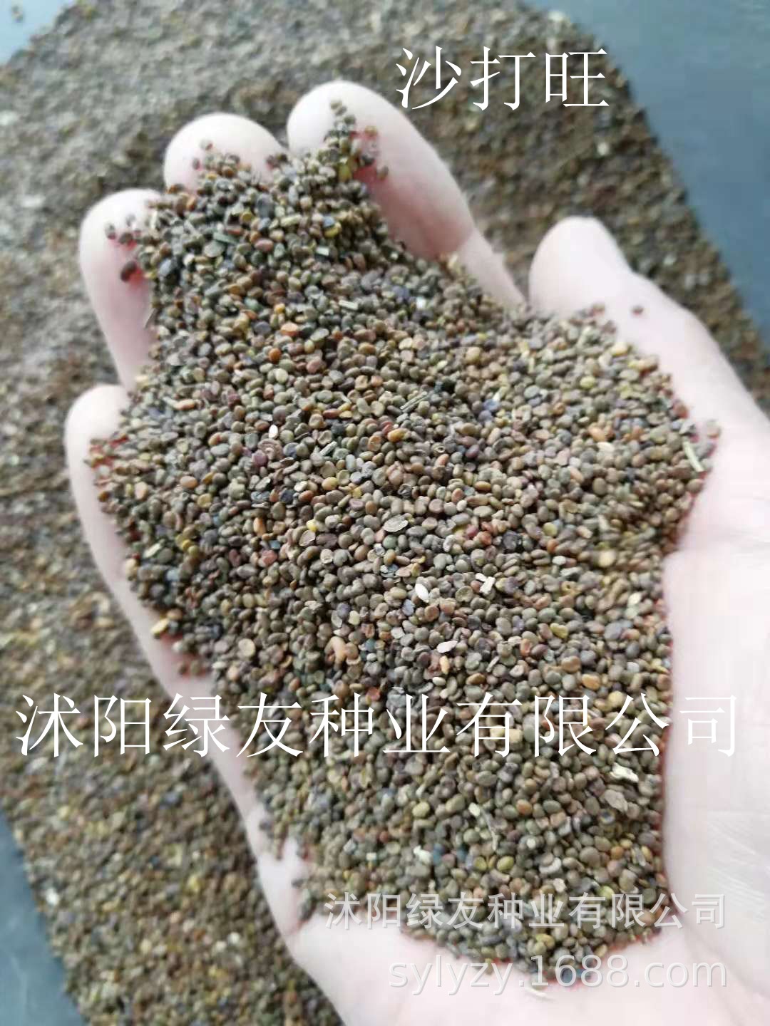 沙打旺种子优质牧草草种防风固沙