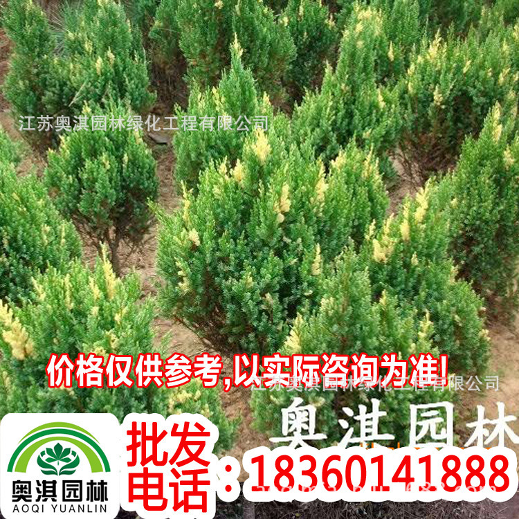 supply green Seedlings Pea-fruited cypress,Cypress ball,Cypress seedlings,Pea-fruited cypress Direct selling Base