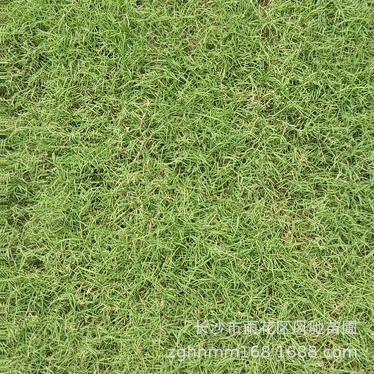 耐寒耐旱耐践踏易成活的无土草坪适合庭院别墅等场所用草 阿里巴巴