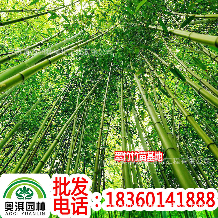 supply green Bamboo Golden Bamboo Bamboo Gang Bamboo Shichiku Sasa Early bamboo garden Family feelings bamboo Zhumiao