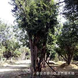 丛生三角枫丛生茶条槭基地图片价格行情批发种植绿化树苗工程用苗