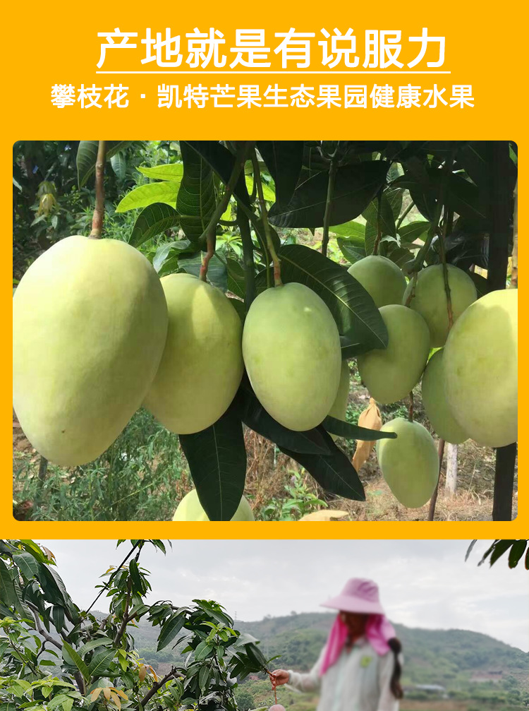 凯特芒果_09