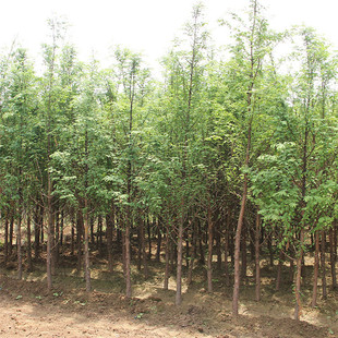 ī��������ɼ������ɽɼ�����ɼ�����ɼ��ɼ��������ɼ��ˮɼ��