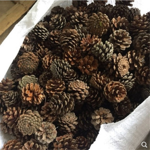�������򱾵��� �Rβ�ɹ�3&mdash;7cm�ɹ��ɻ��Ĕz����diy�b�������