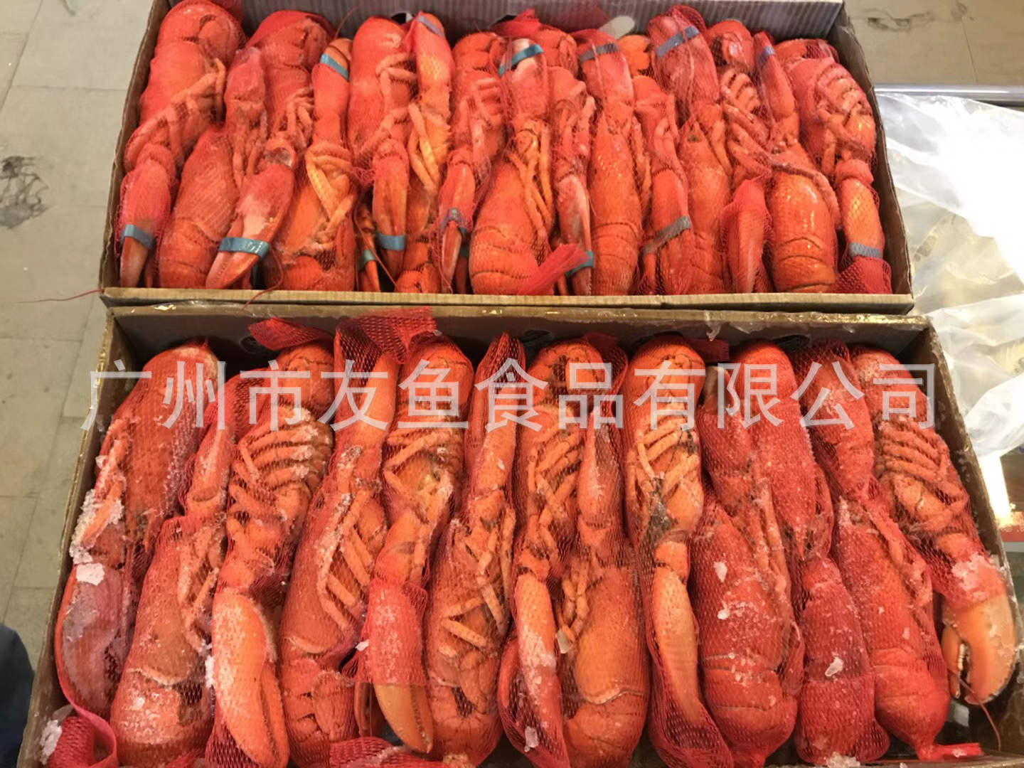 批发波士顿龙虾 熟冻波龙 大龙虾波龙300/350 熟波龙虾4.54KG/件-阿里巴巴