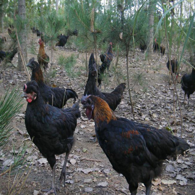 十堰农家散养2年乌鸡新鲜鸡肉 乌骨鸡滋补特产冷冻鸡年货顺丰速递|ms