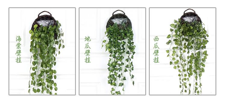 绿萝壁挂详情_06