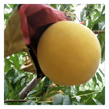 ɽ�|�S���ܻ�����Ʒ�N4̖ ������Ѯ����  �Ј��N���ù�����S