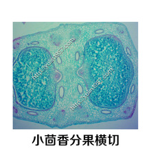 С����ֹ��M�� ��ș������Ƭ ������������@΢�R��Ƭ���l