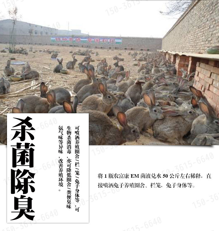 兔场微生物菌杀菌剂生物除臭液