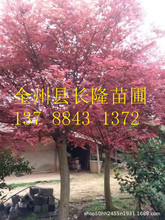 广西精品红枫树 美国红枫树 日本红枫树 风景树园林植物