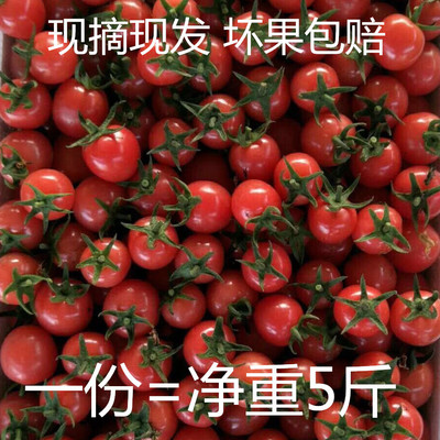 Millennium Cherry tomatoes tomato fresh Organic Cherry tomatoes pregnant woman baby fruit Unsalable Farm product