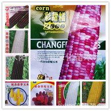 ׷NŴˮrʳݮSڼtϰײŴճ