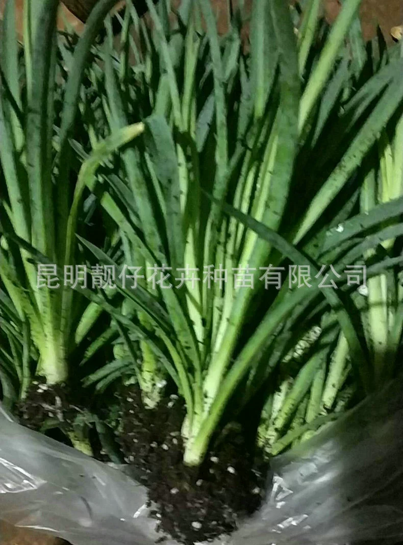 Рекомендуем различные рассады цветов рассада гвоздики рассада роз рассада рассады