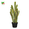 Succulent plants have a generation of northern European simulation plants cactus bonsai bonsai triangular fairy column desert green plant