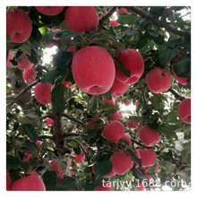 �½��t��ʿ�O���� �a��؛Դ ����Ӳ�� ֭������ �����O������