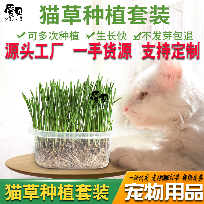 直销猫草种子营养燕麦种子 小麦种子猫草盒子精装